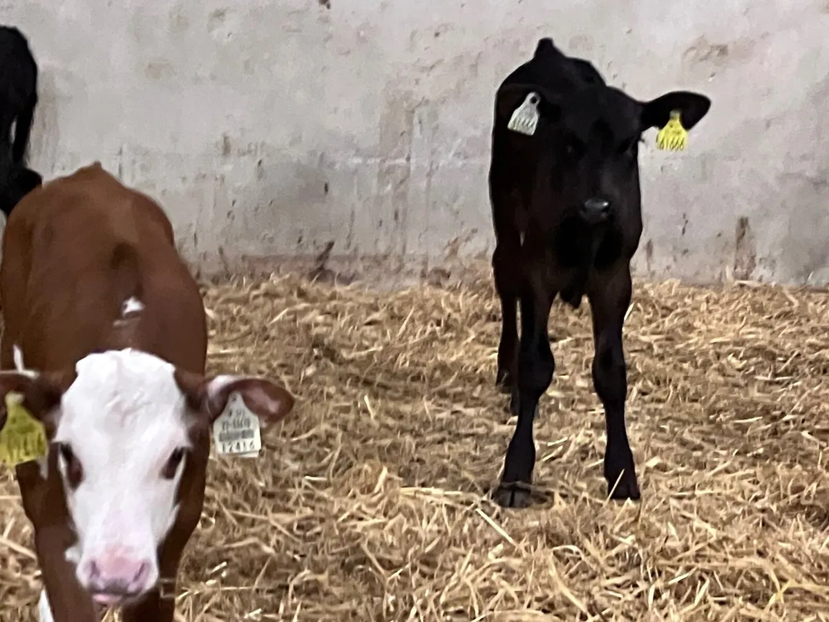 3 Angus & Hereford heifer calves for sale - Image 3