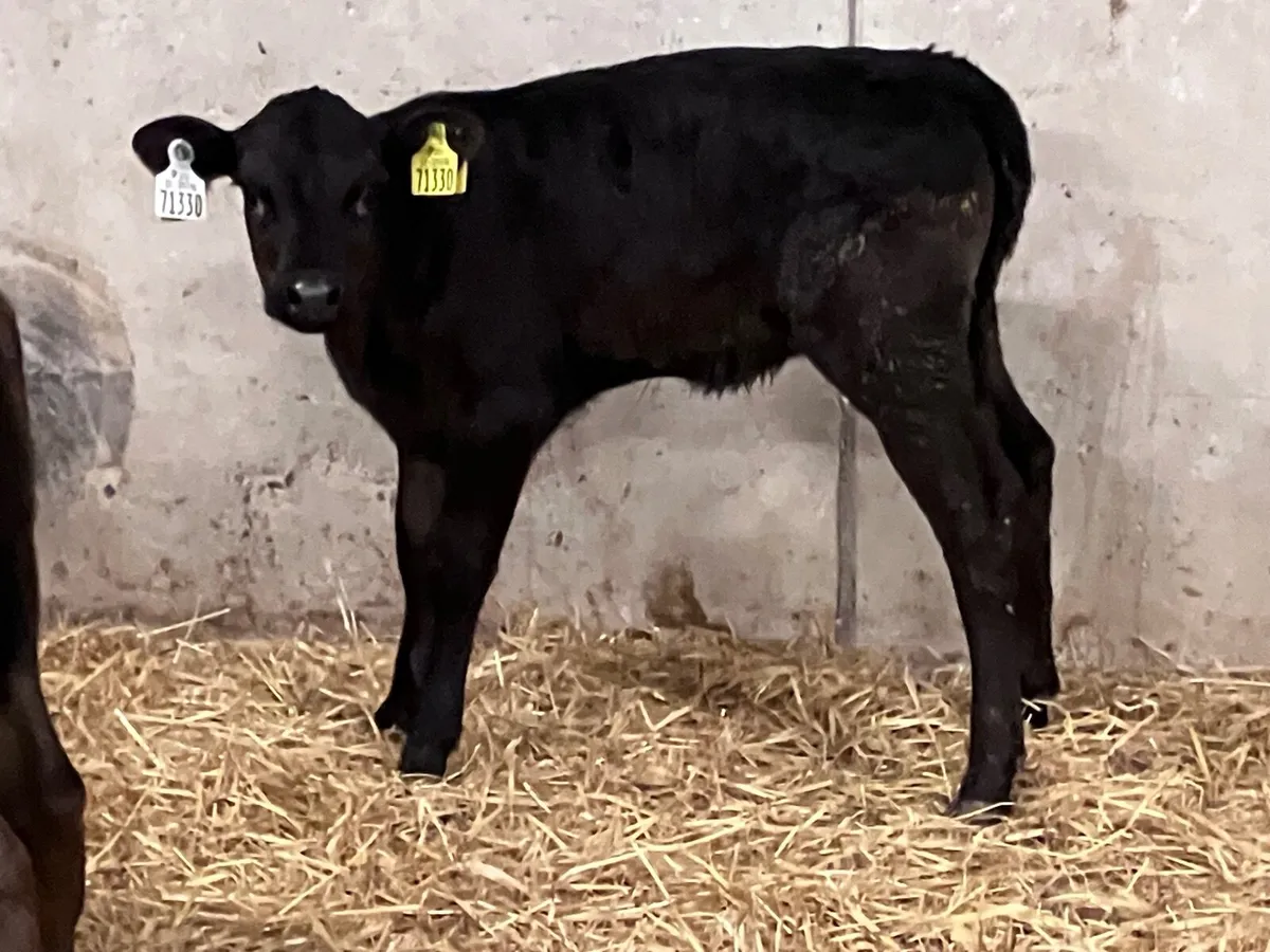 3 Angus & Hereford heifer calves for sale - Image 4