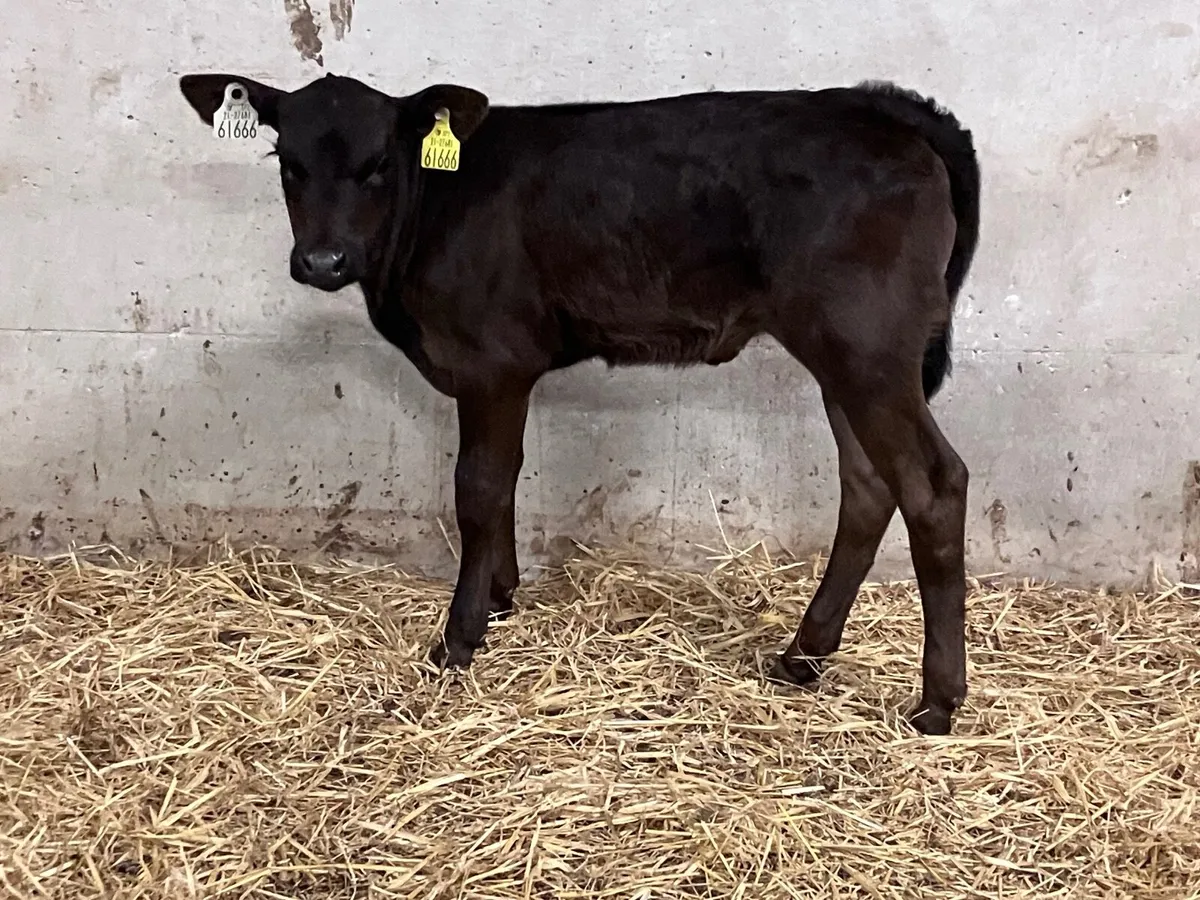 3 Angus & Hereford heifer calves for sale - Image 1