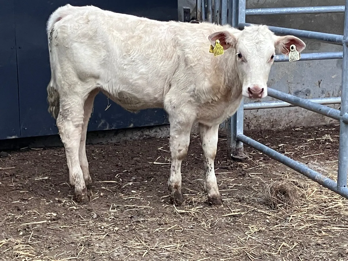 Charlaois heifer Weanling for sale - Image 2