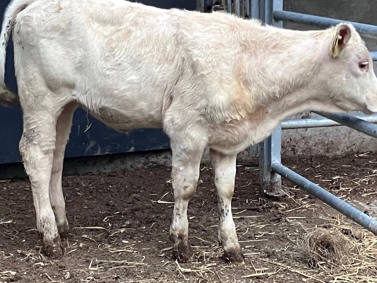 Charlaois heifer Weanling for sale - Image 3
