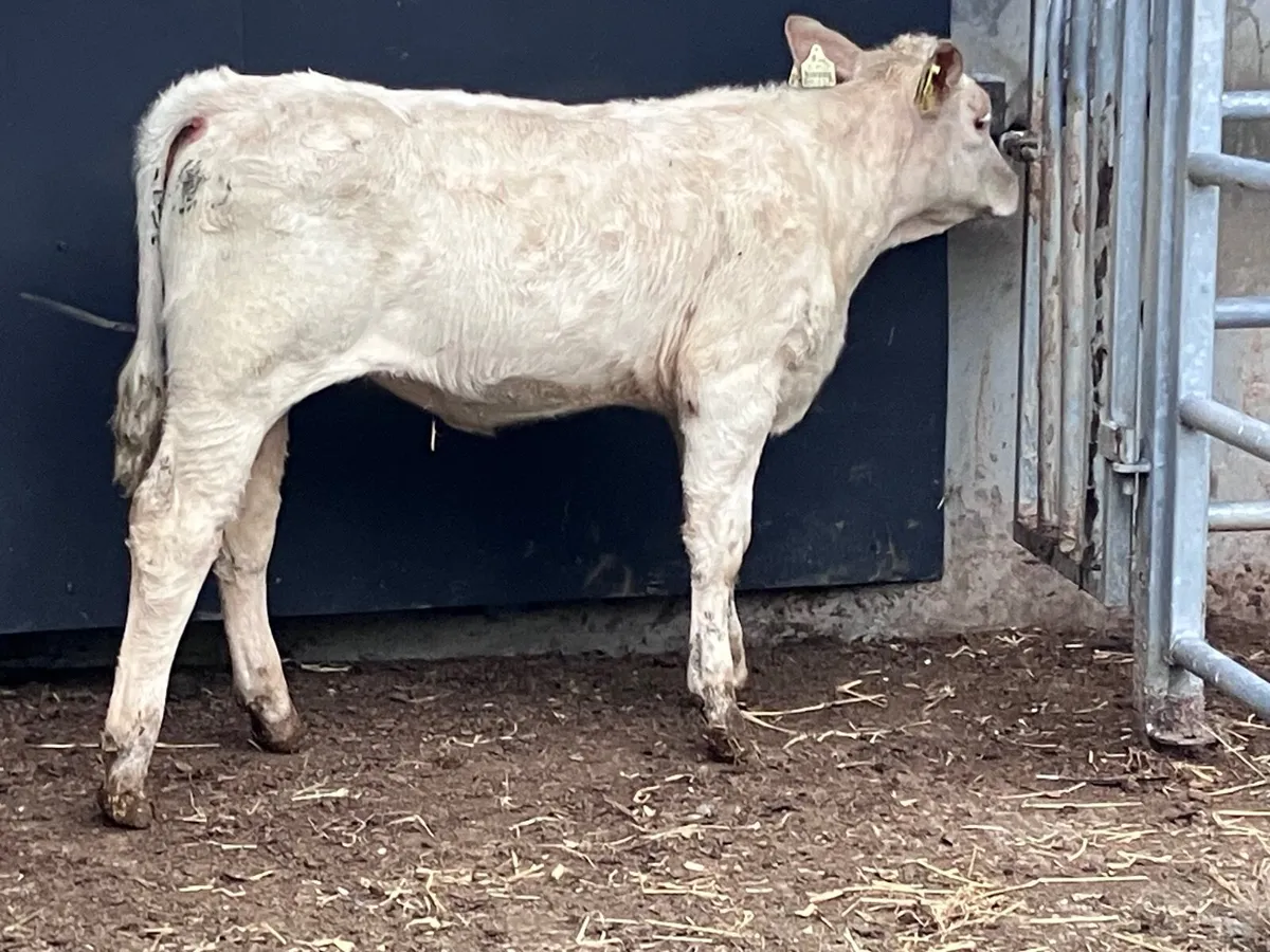 Charlaois heifer Weanling for sale - Image 1