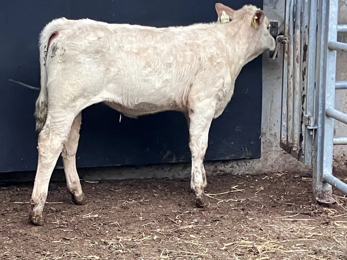 Charlaois heifer Weanling for sale - Image 4