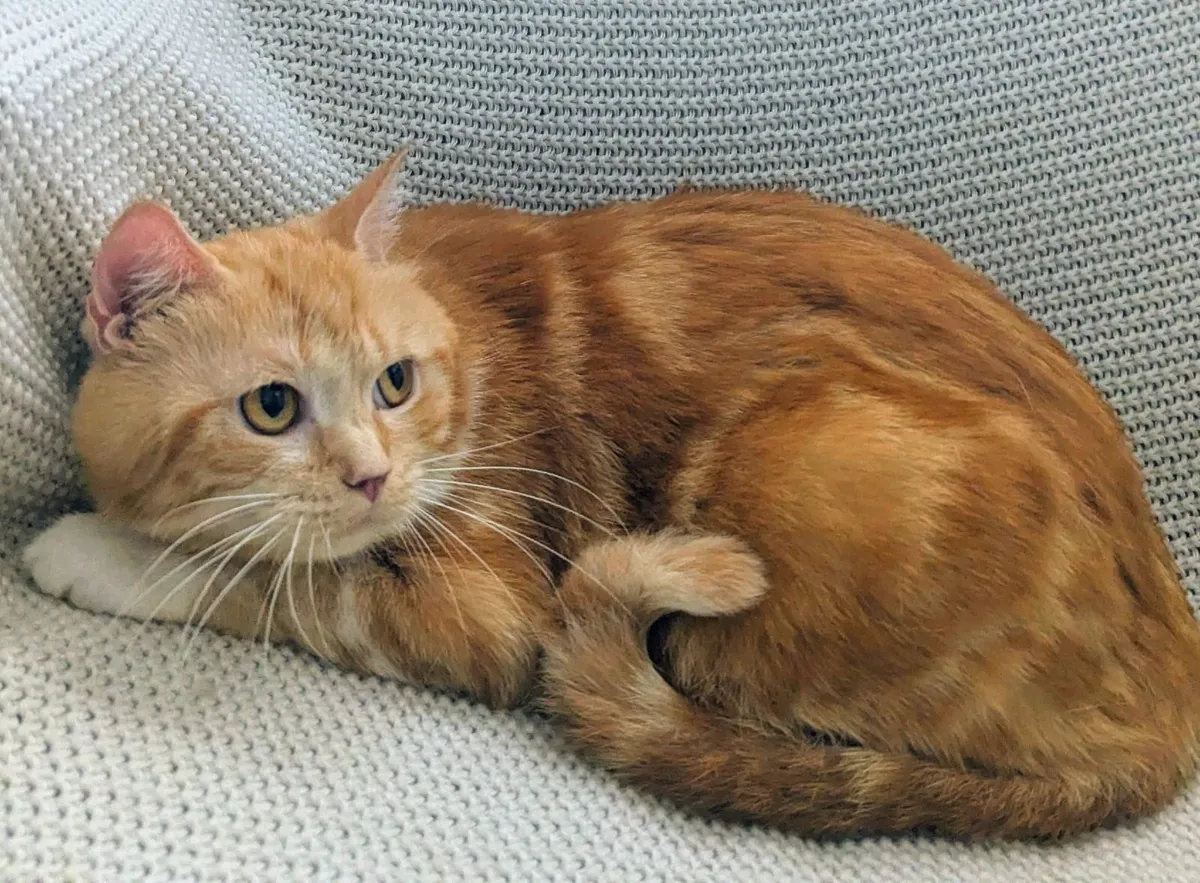 Ginger Scottish cat - Image 2