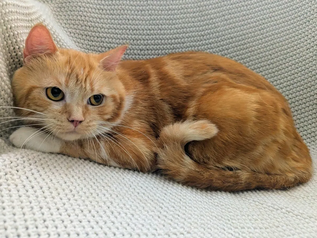 Ginger Scottish cat - Image 1