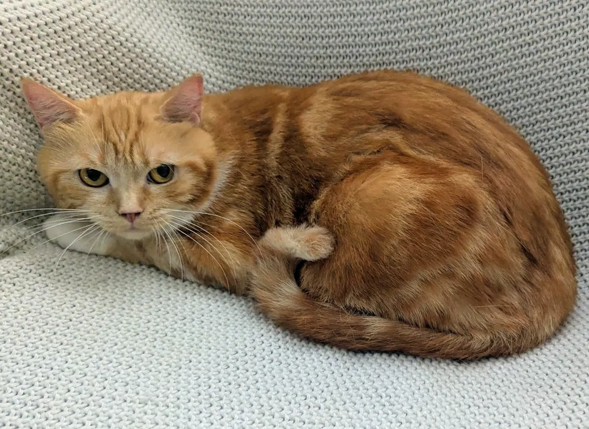 Ginger Scottish cat - Image 3