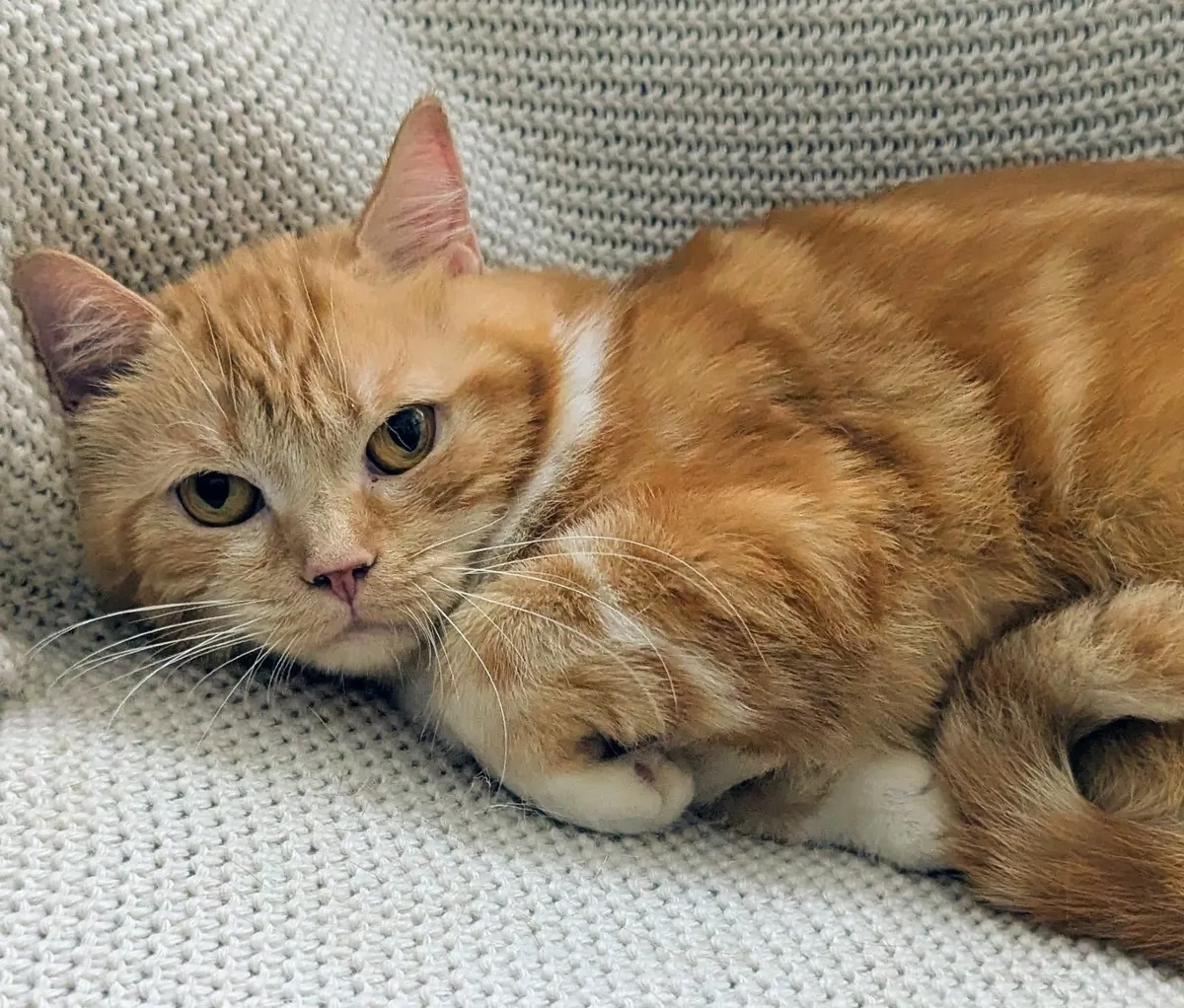 Ginger Scottish cat - Image 4
