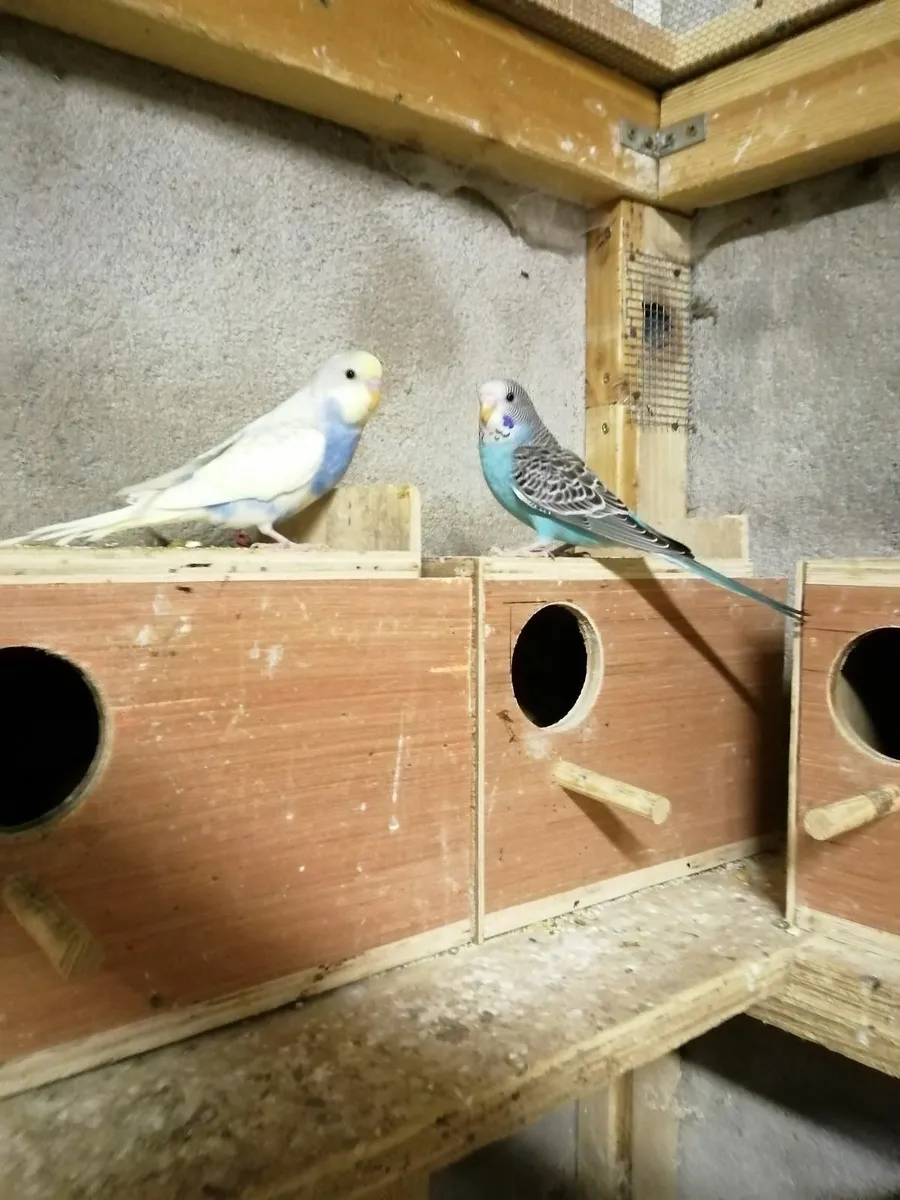 Cockatiels, Budgies, Java Sparrows - Image 2