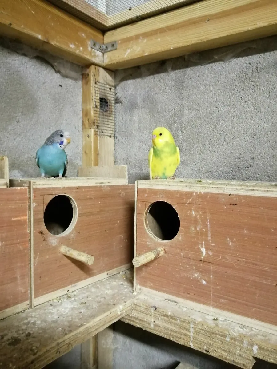 Cockatiels, Budgies, Java Sparrows - Image 3