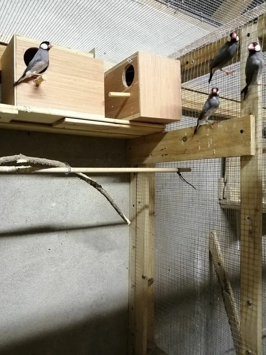 Cockatiels, Budgies, Java Sparrows - Image 4