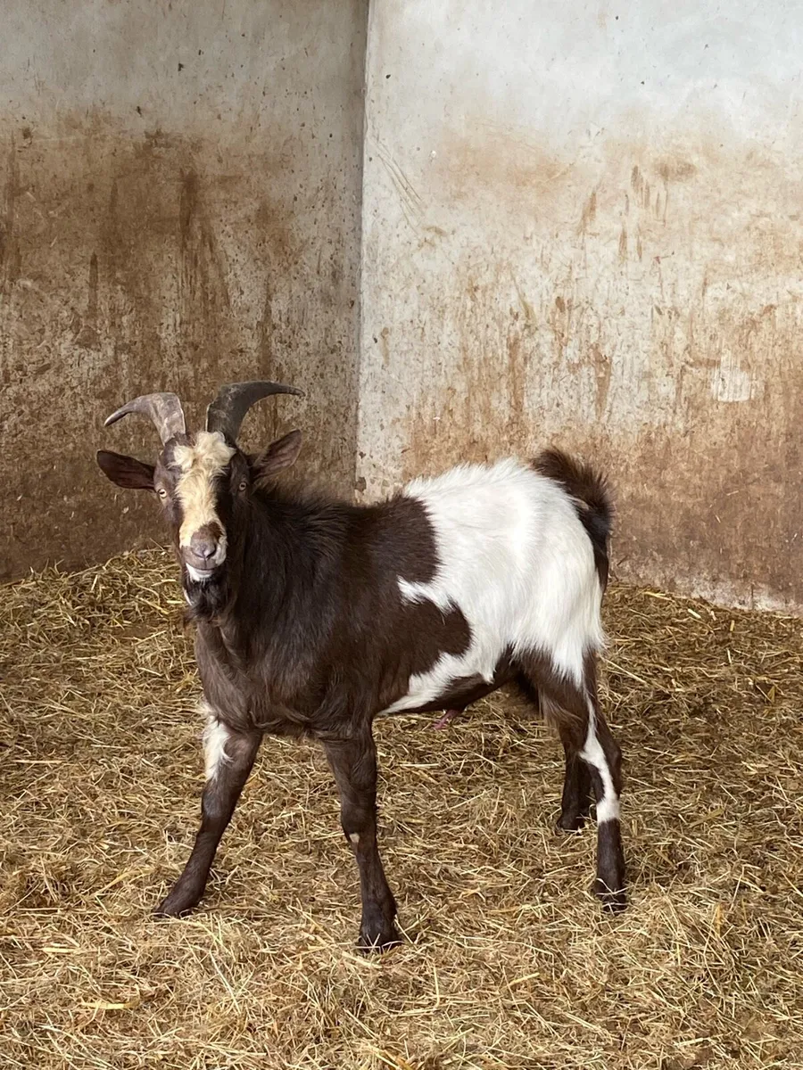 Year old buck - Image 1
