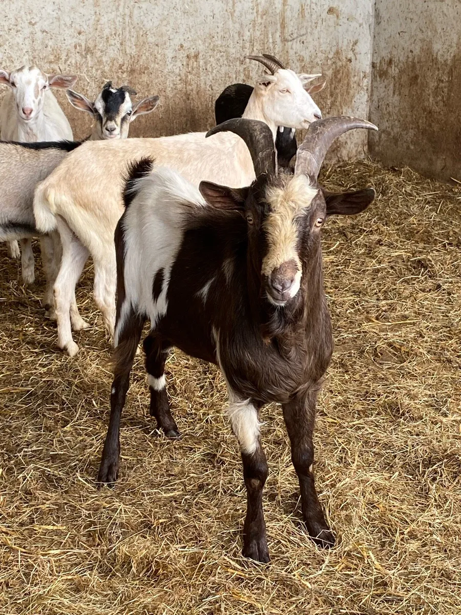 Year old buck - Image 2