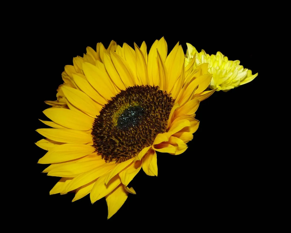 Panasonic Lumix - Image 2