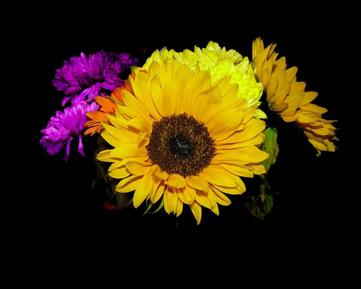 Panasonic Lumix - Image 3