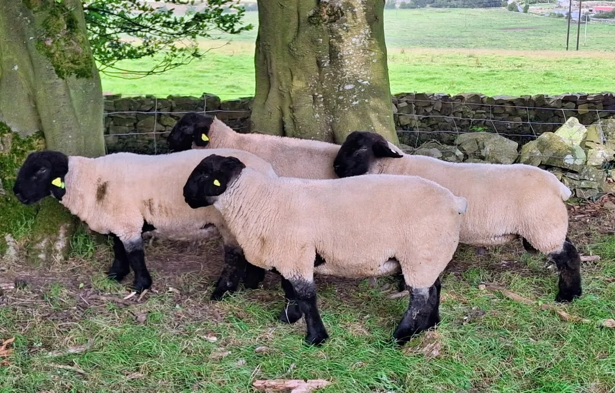 Ram Suffolk - Image 2