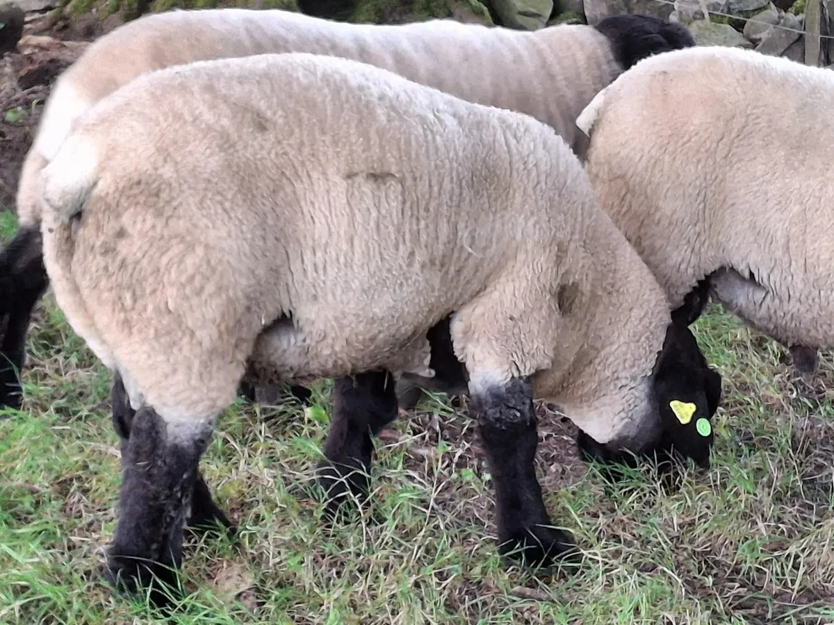 Ram Suffolk - Image 3
