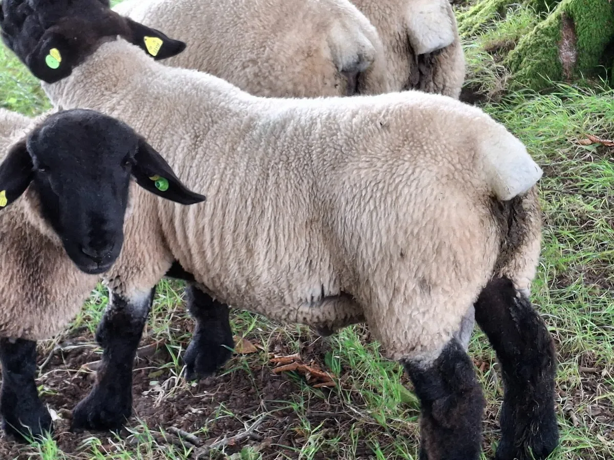 Ram Suffolk - Image 4