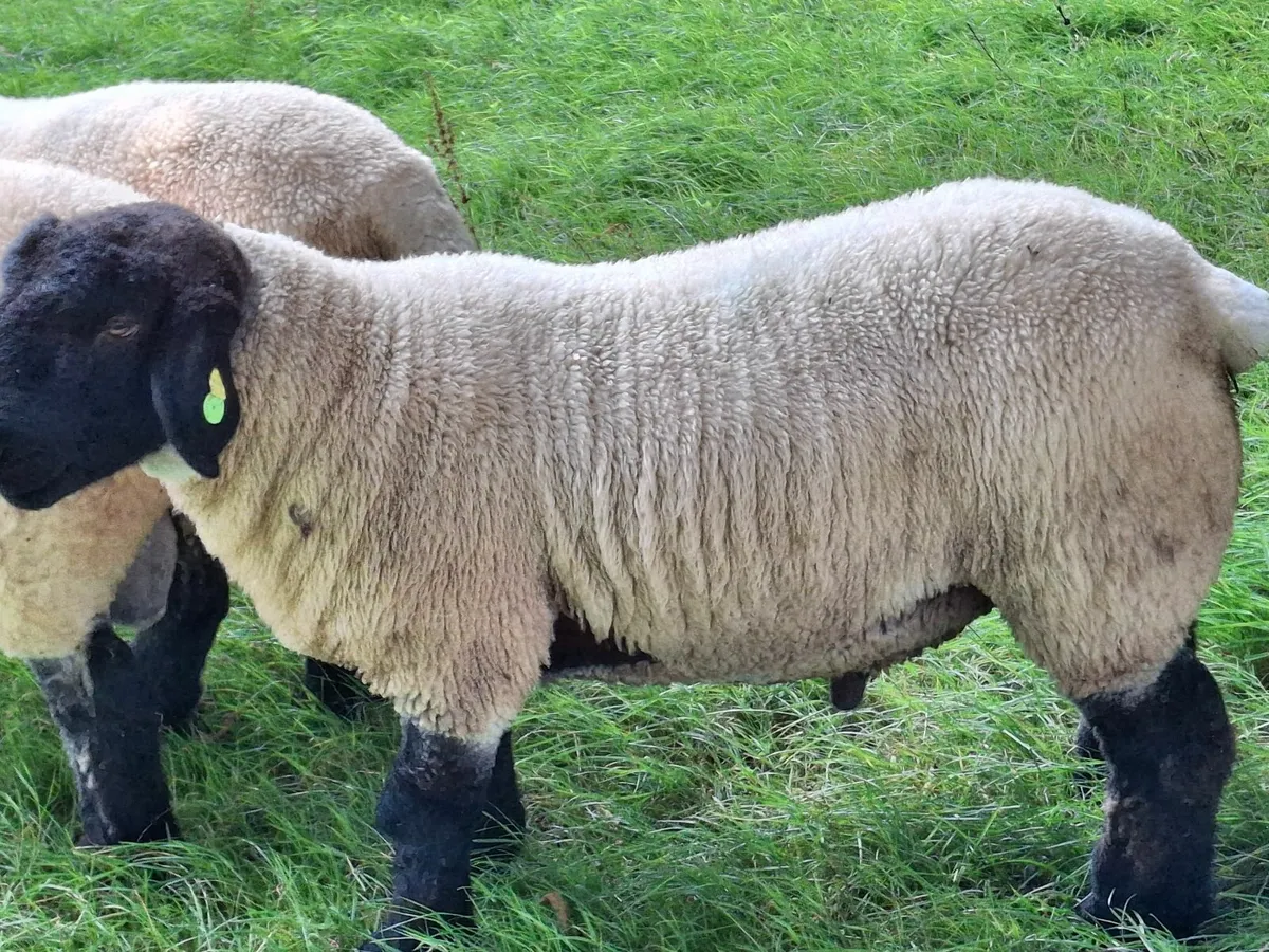 Ram Suffolk - Image 1