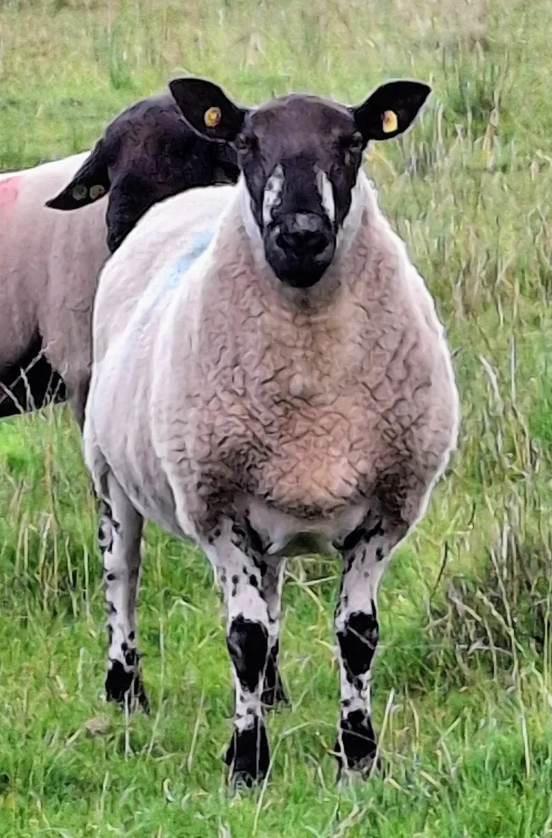 Milford Ram - Image 1