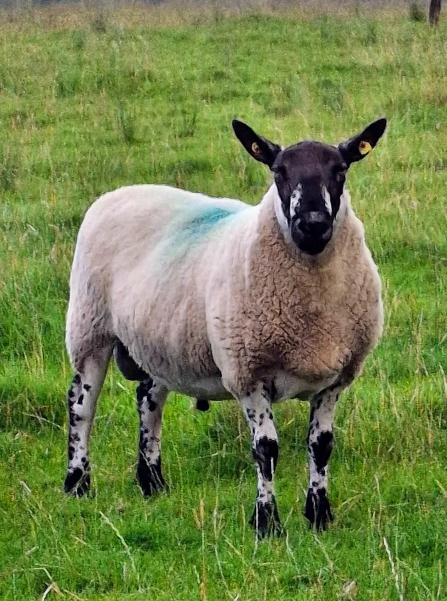 Milford Ram - Image 2