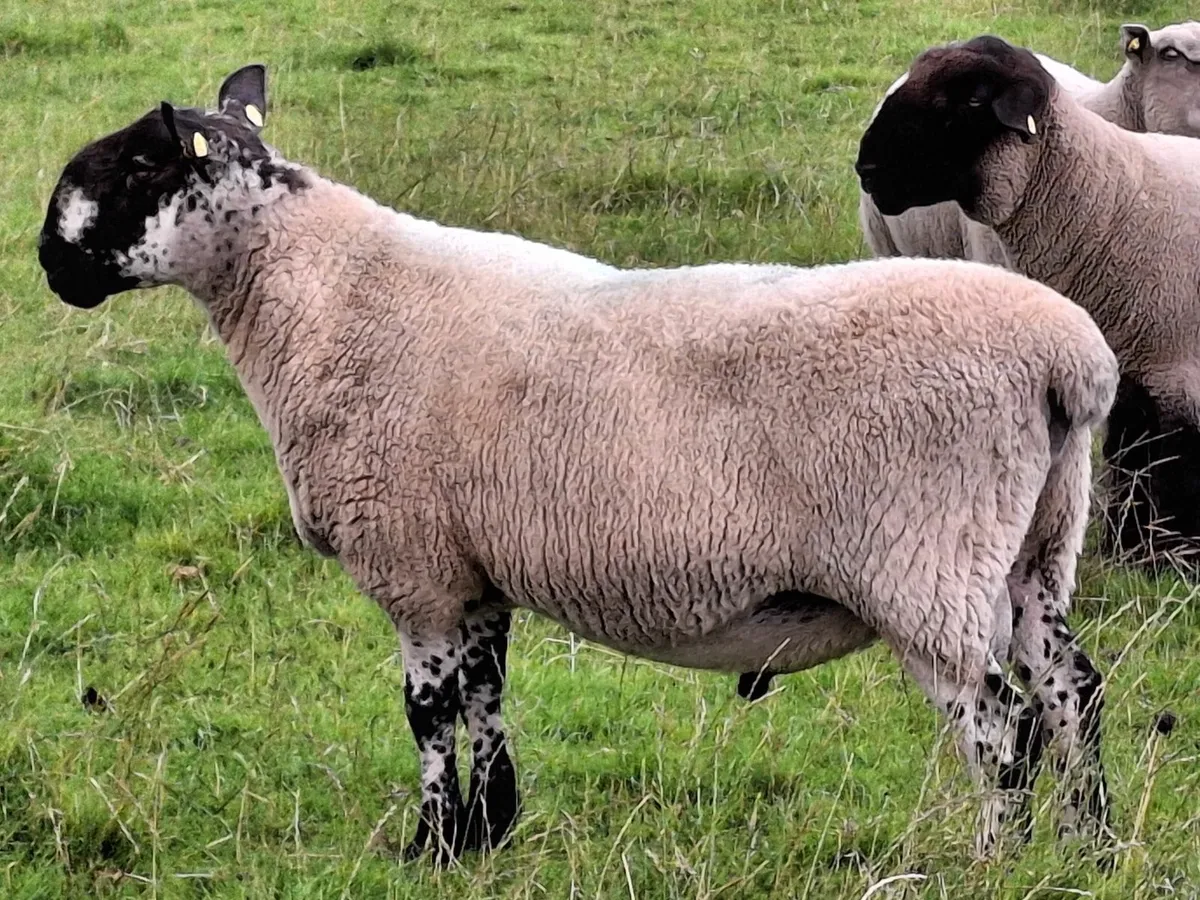 Milford Ram - Image 3