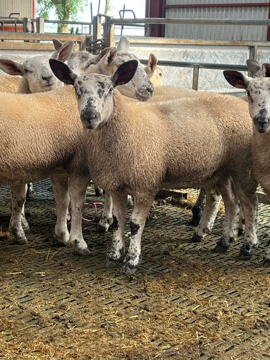 Texel x ewe lambs