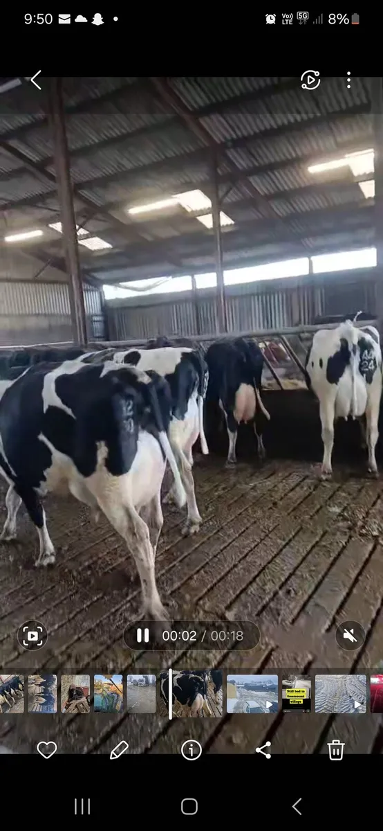 GORTALEA MART DAIRY SALE - Image 3
