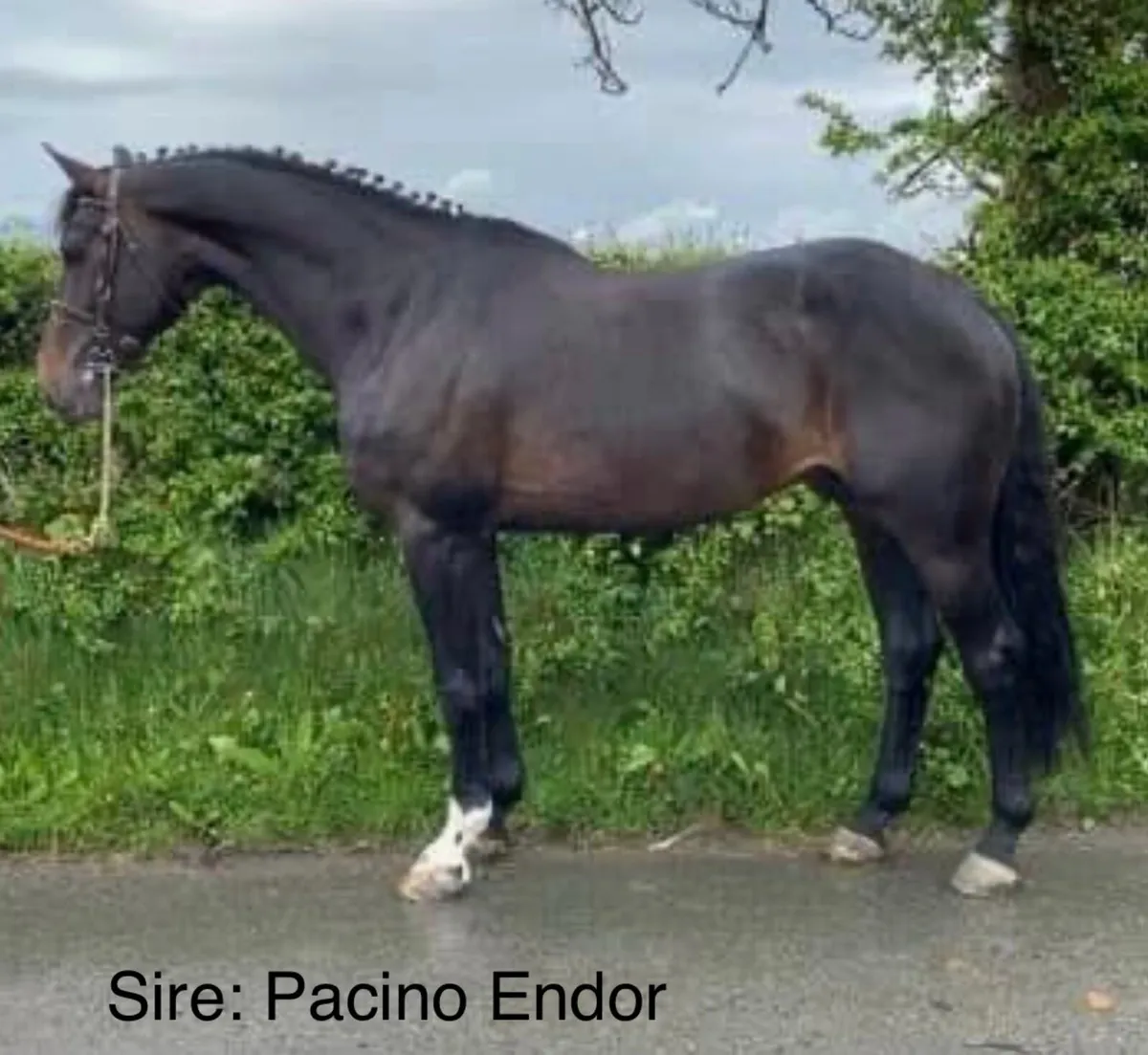 Beautiful filly by Pacino Endor - Image 3