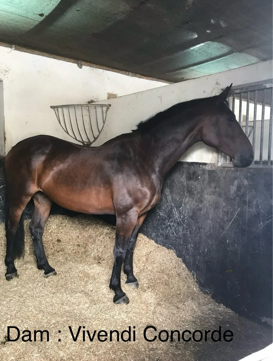 Beautiful filly by Pacino Endor - Image 4