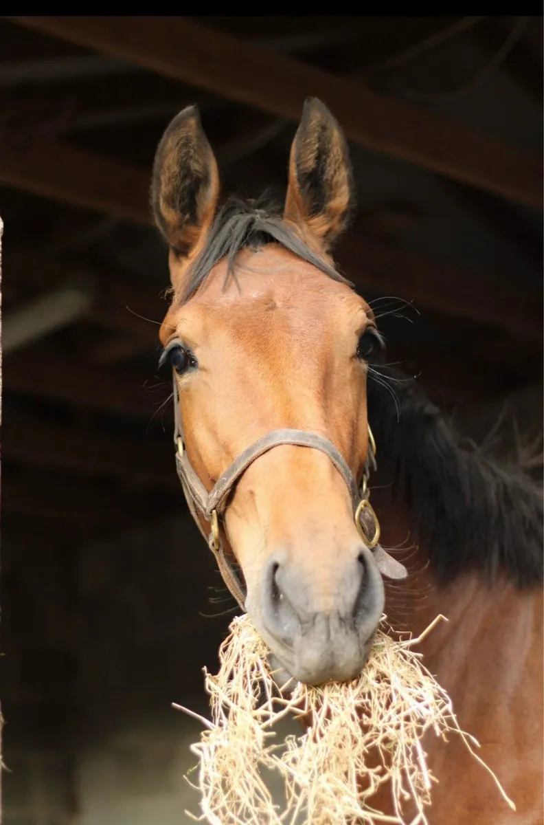 Beautiful filly by Pacino Endor - Image 1