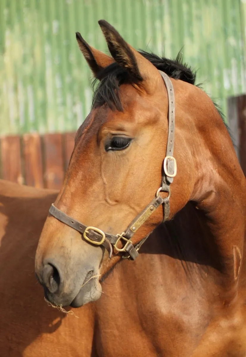 Beautiful filly by Pacino Endor - Image 1
