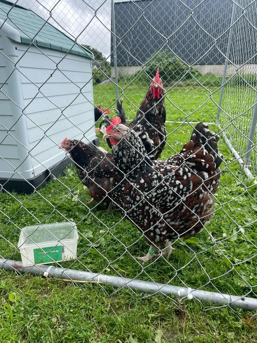 Purebred poultry - Image 3