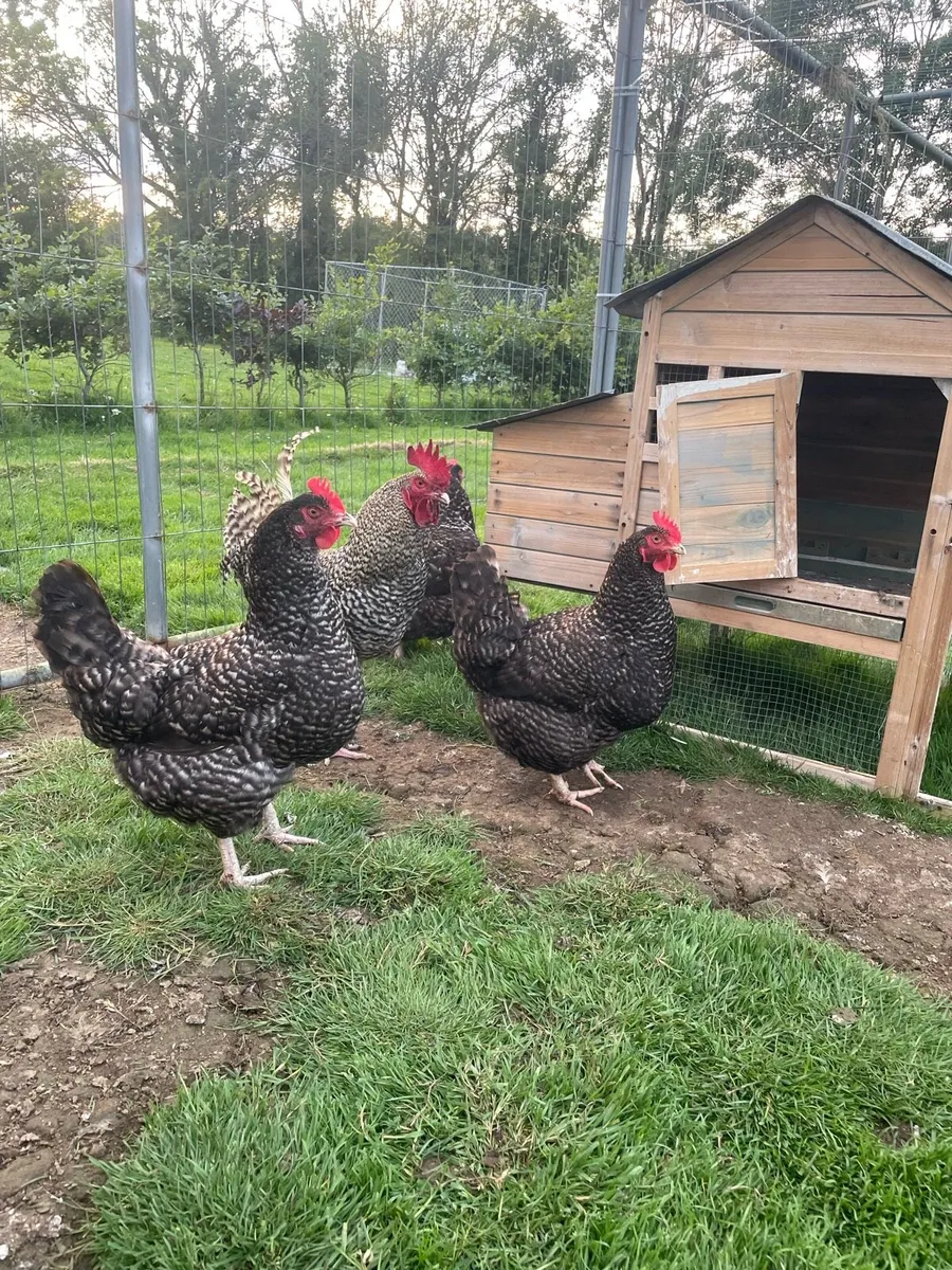 Purebred poultry - Image 4