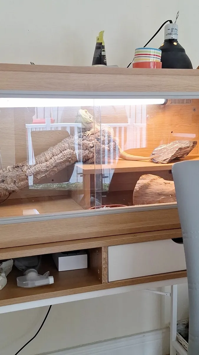 Reptile beardon dragon for rehomkng for a good hom