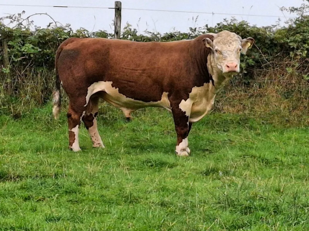 Hereford bull - Image 1