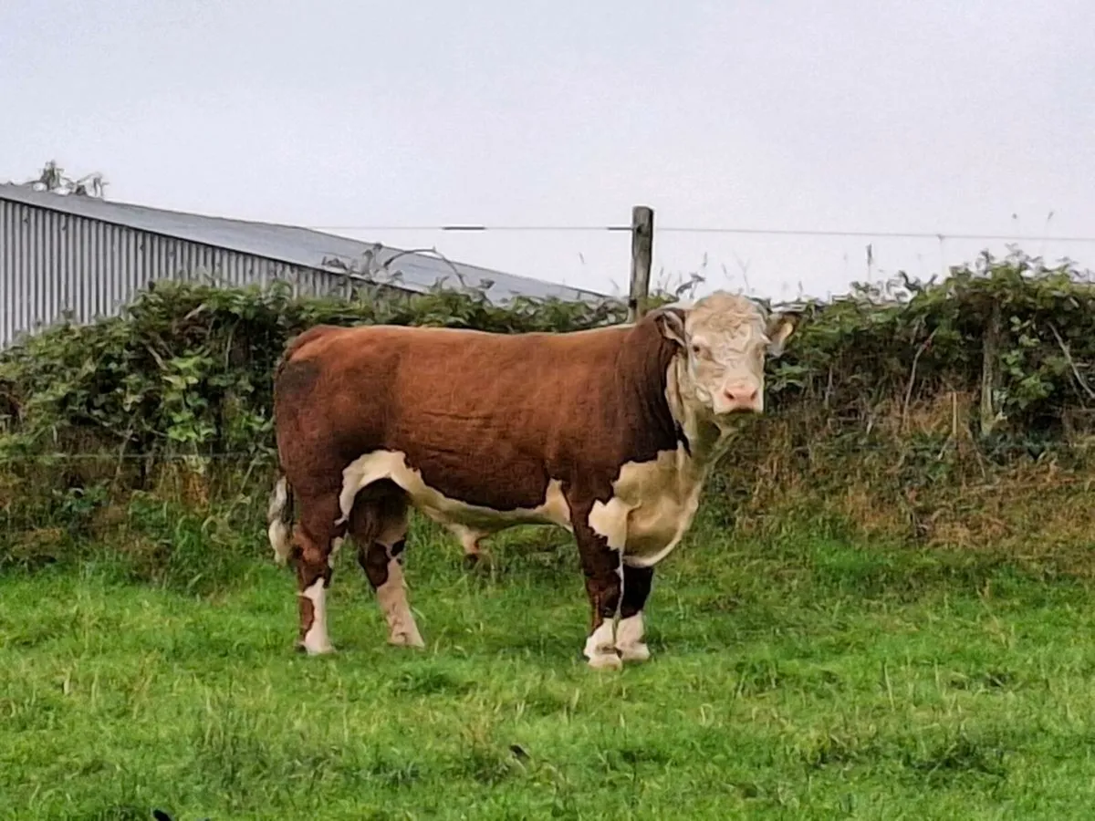 Hereford bull - Image 2