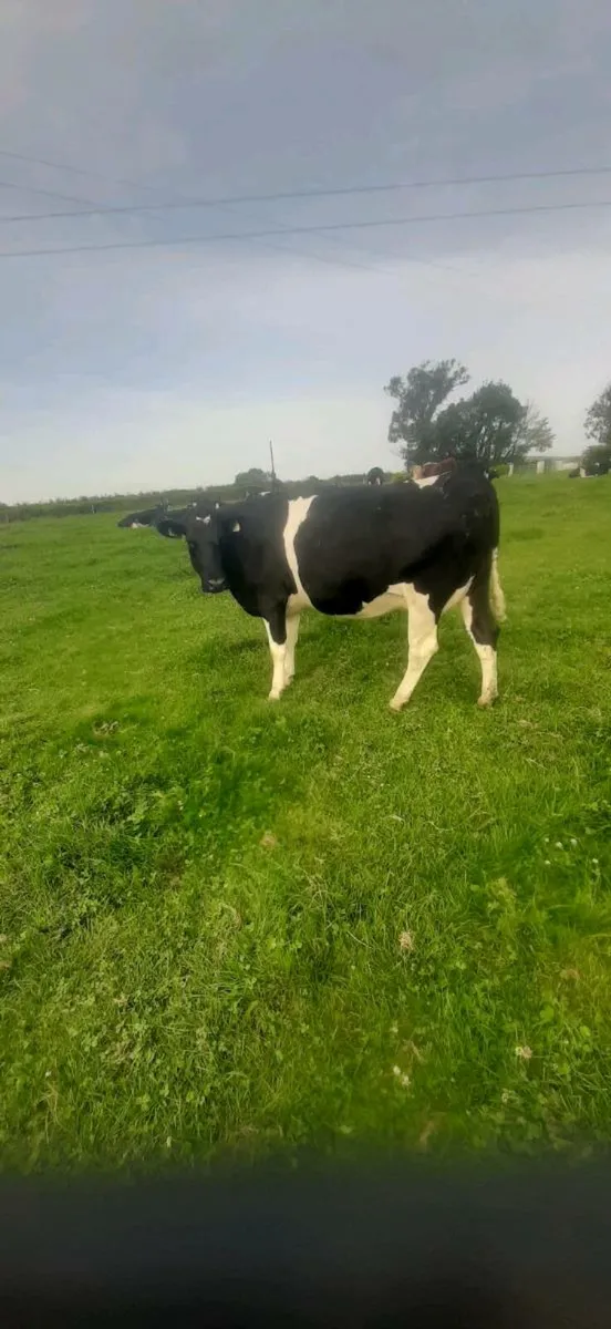 Cattle - Image 1