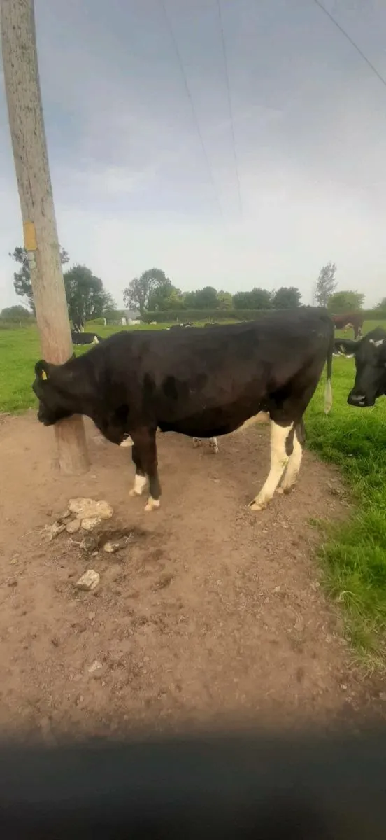 Cattle - Image 2