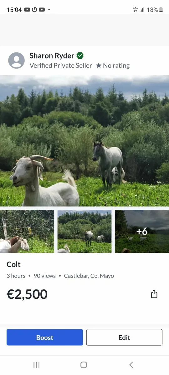 Colt - Image 4