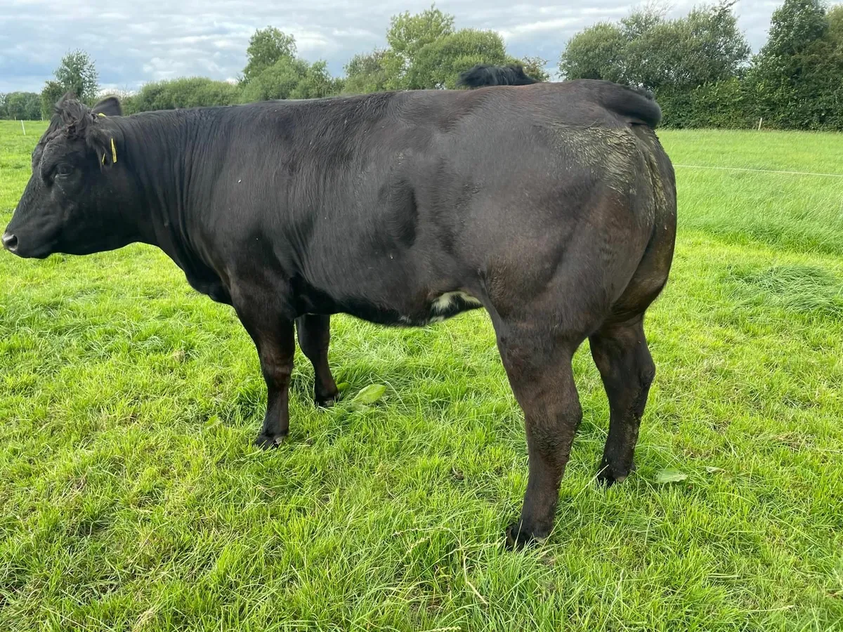 FIVE Quality Replacement Heifers - Image 1