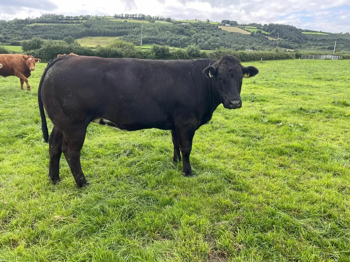 FIVE Quality Replacement Heifers - Image 2