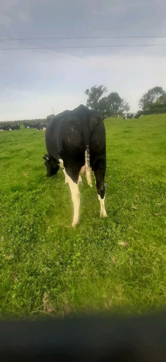 Cattle - Image 3
