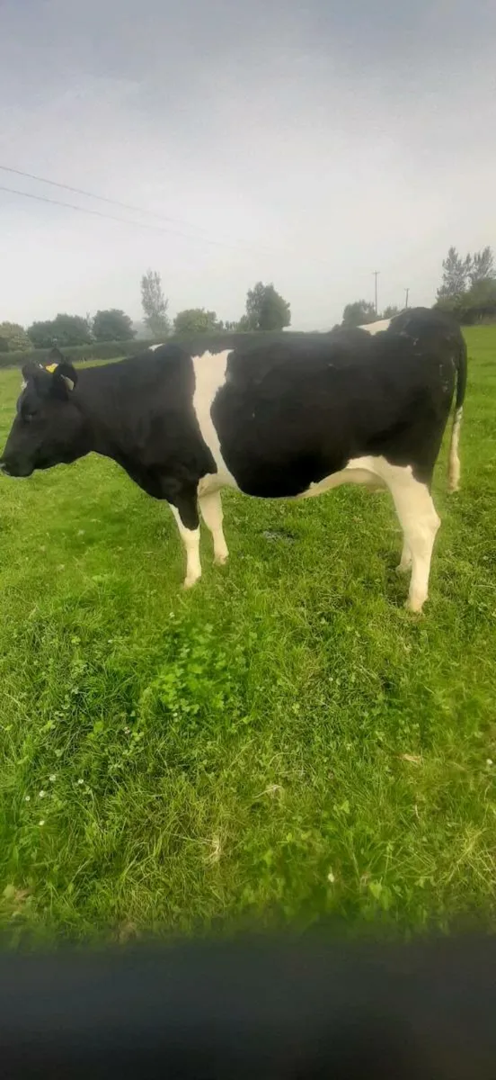 Cattle - Image 4