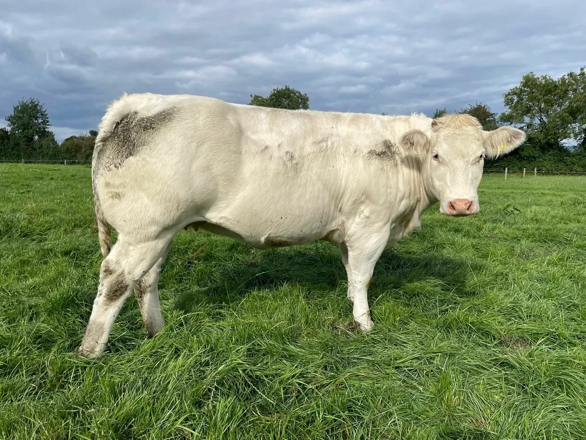 FIVE Quality Replacement Heifers - Image 4