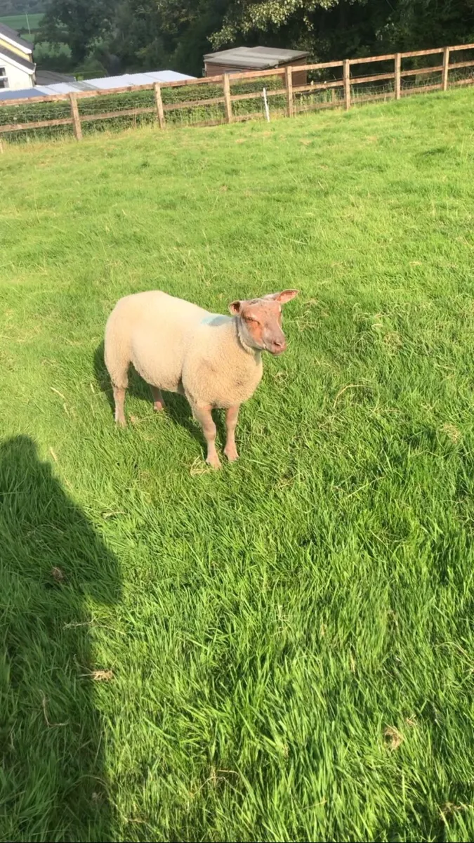 Ram lambs - Image 3