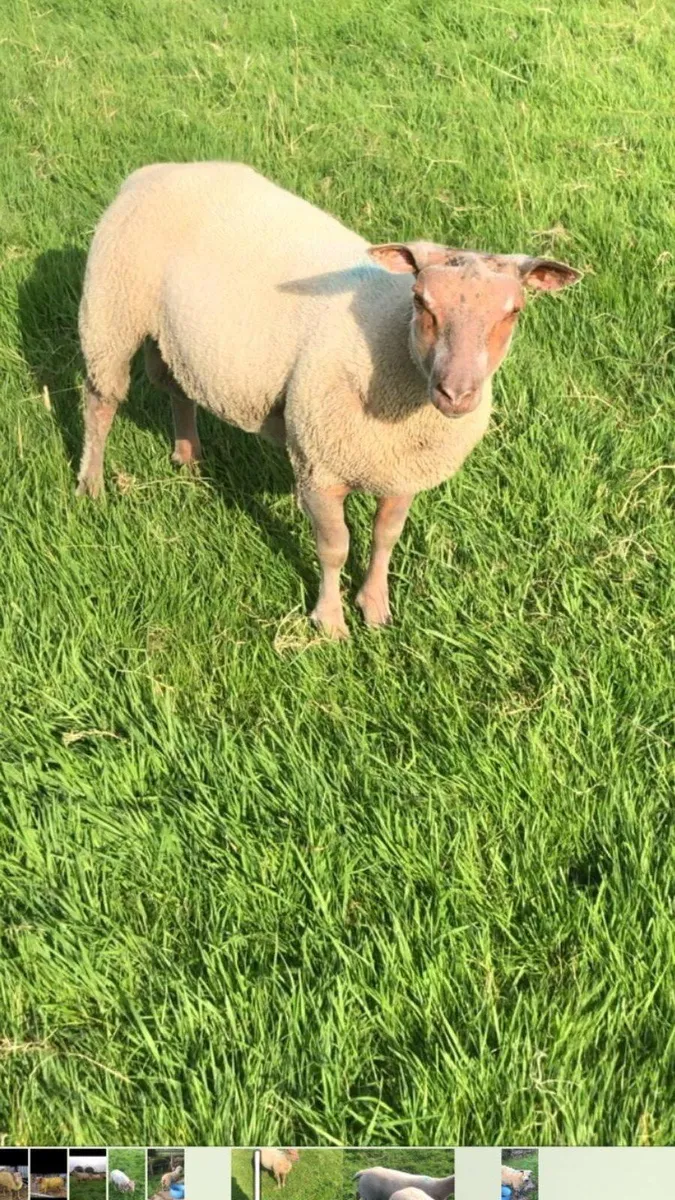 Ram lambs - Image 2
