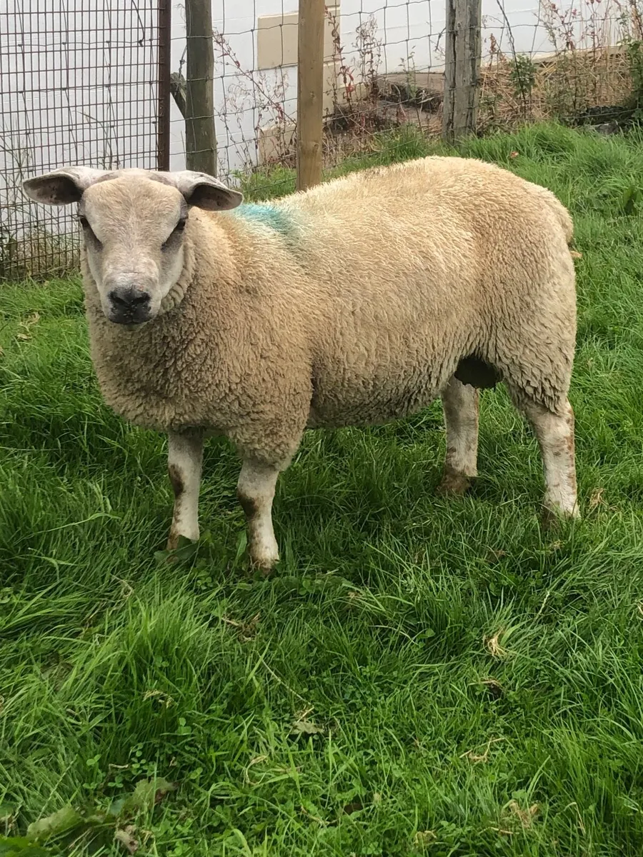 Ram lambs - Image 4