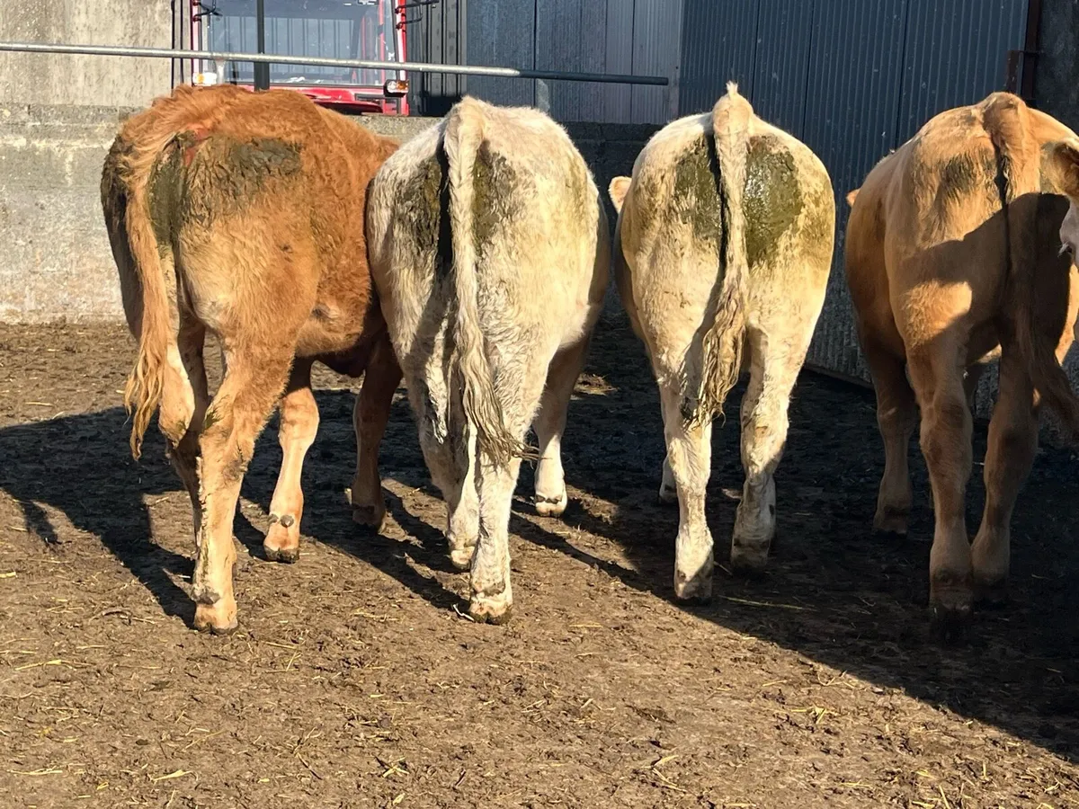 Six Store Heifers - Image 1