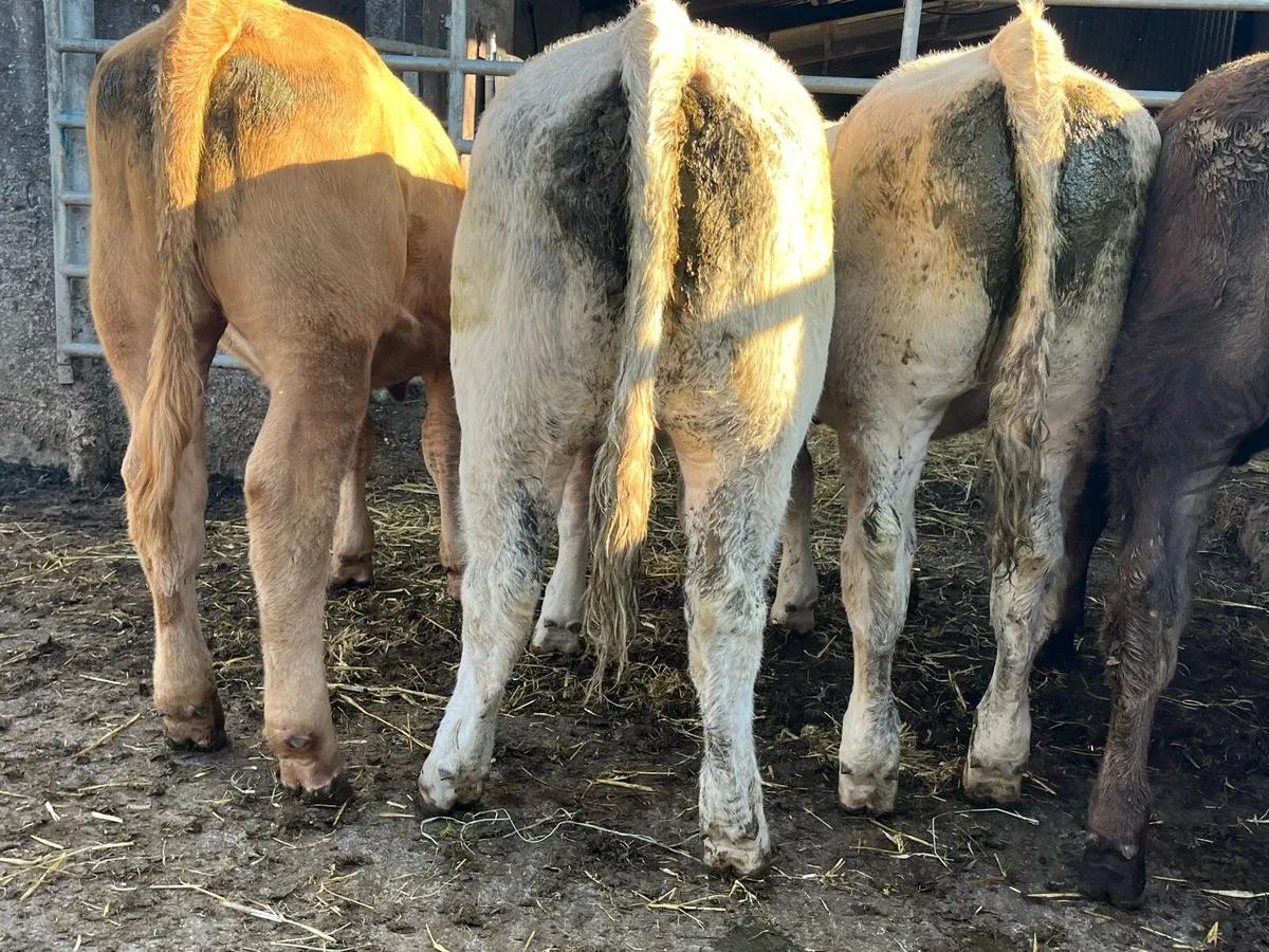 Six Store Heifers - Image 2
