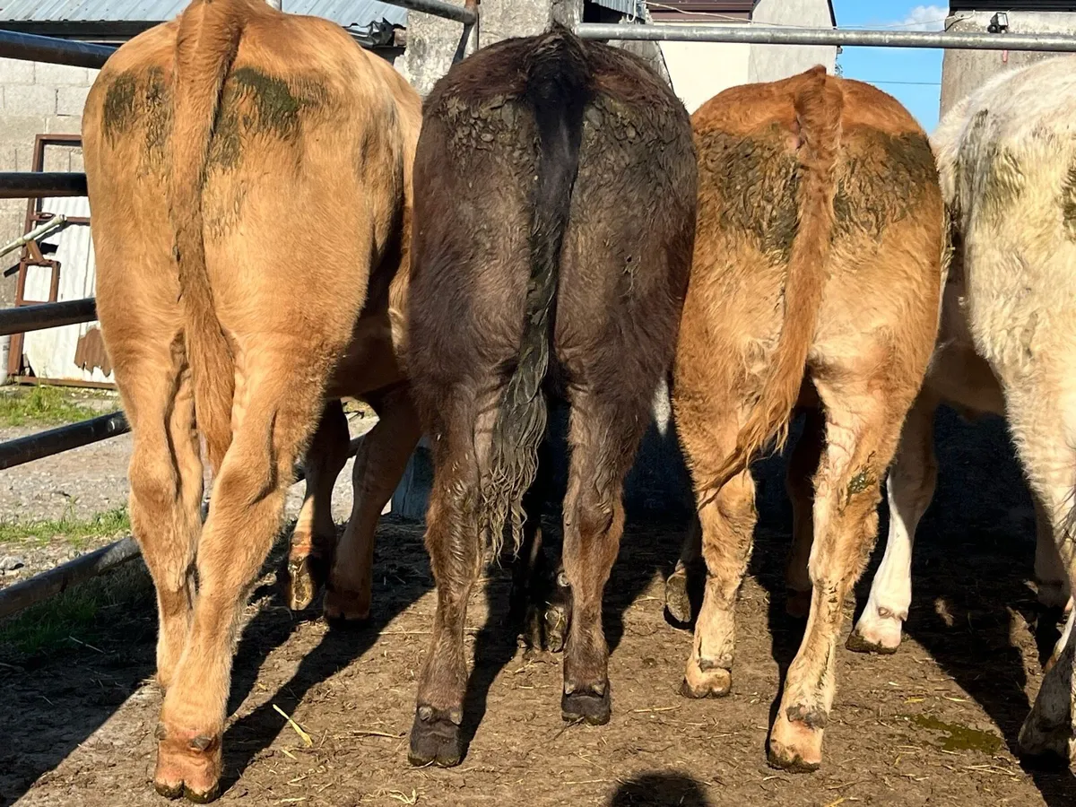 Six Store Heifers - Image 3